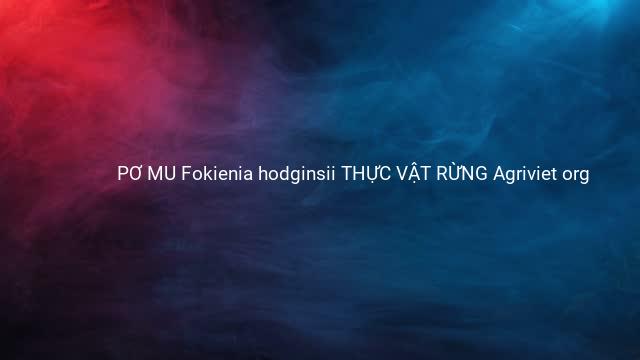 PƠ MU Fokienia hodginsii THỰC VẬT RỪNG Agriviet org