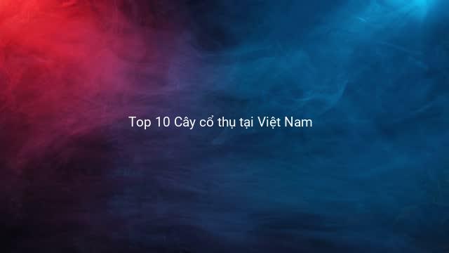 Top 10 Cây cổ thụ tại Việt Nam